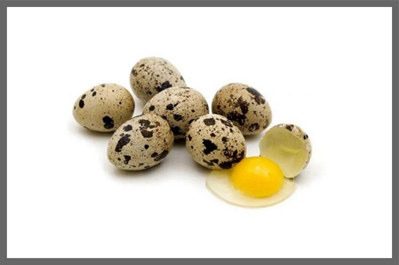 egg